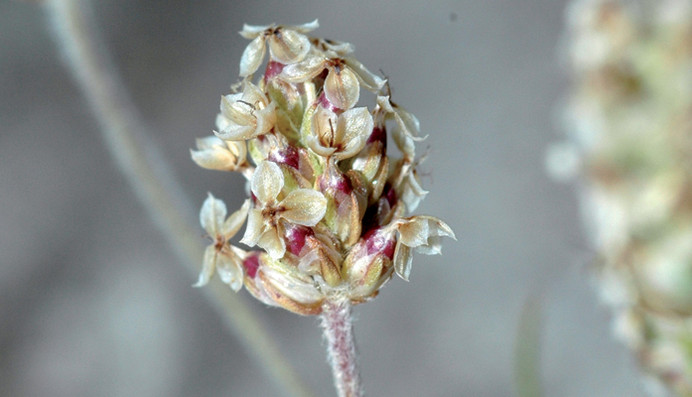 The blond psyllium, miracle plant of the intestine